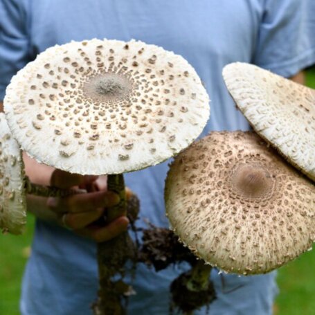 Jak przyrządzić kanie? Najsmaczniejsze przepisy na grzyby foto