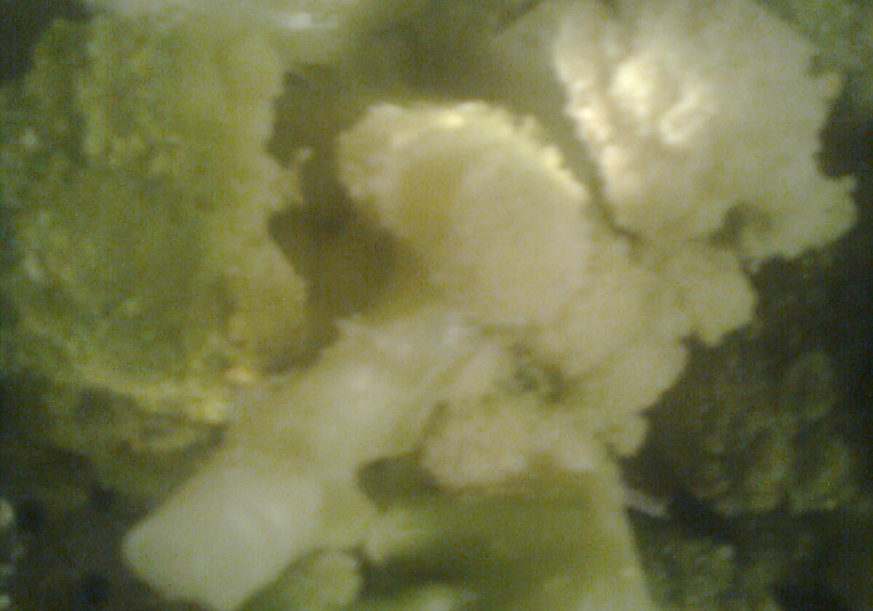 Brokuły z wody foto