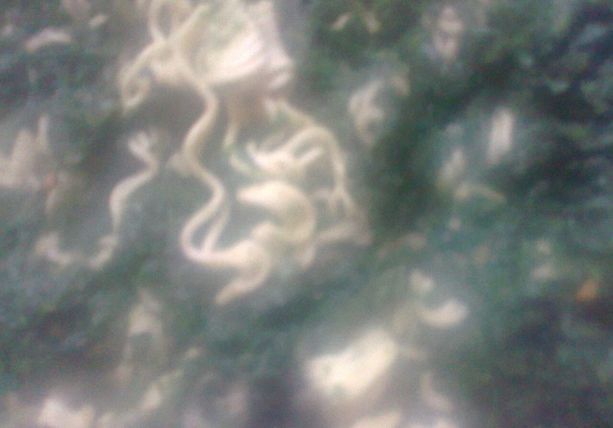 chiński makaron ze szpinakiem foto