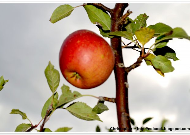 Czerwone jabłuszko… foto