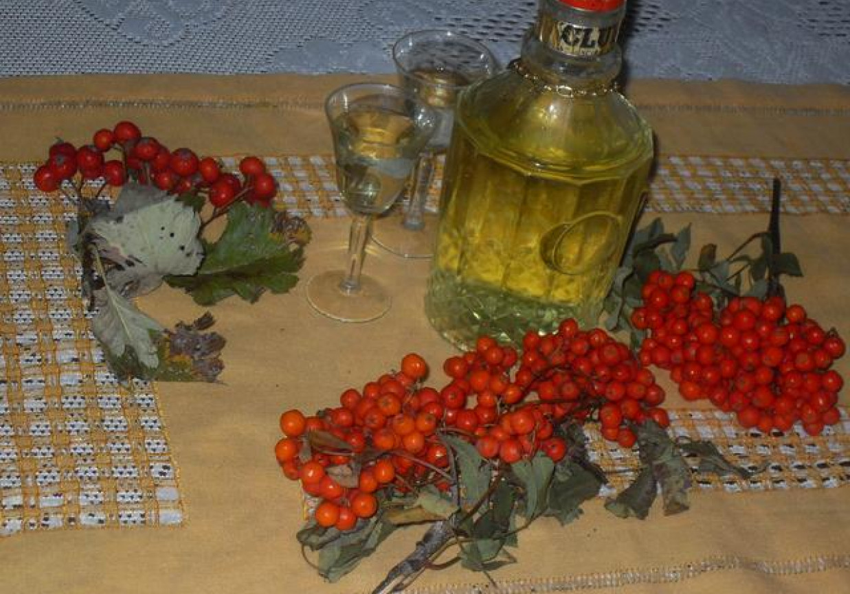 Domowy jarzębiak foto