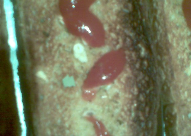 Fotografia przedstawiająca Grzanki czosnkowe z oregano i pieprzem