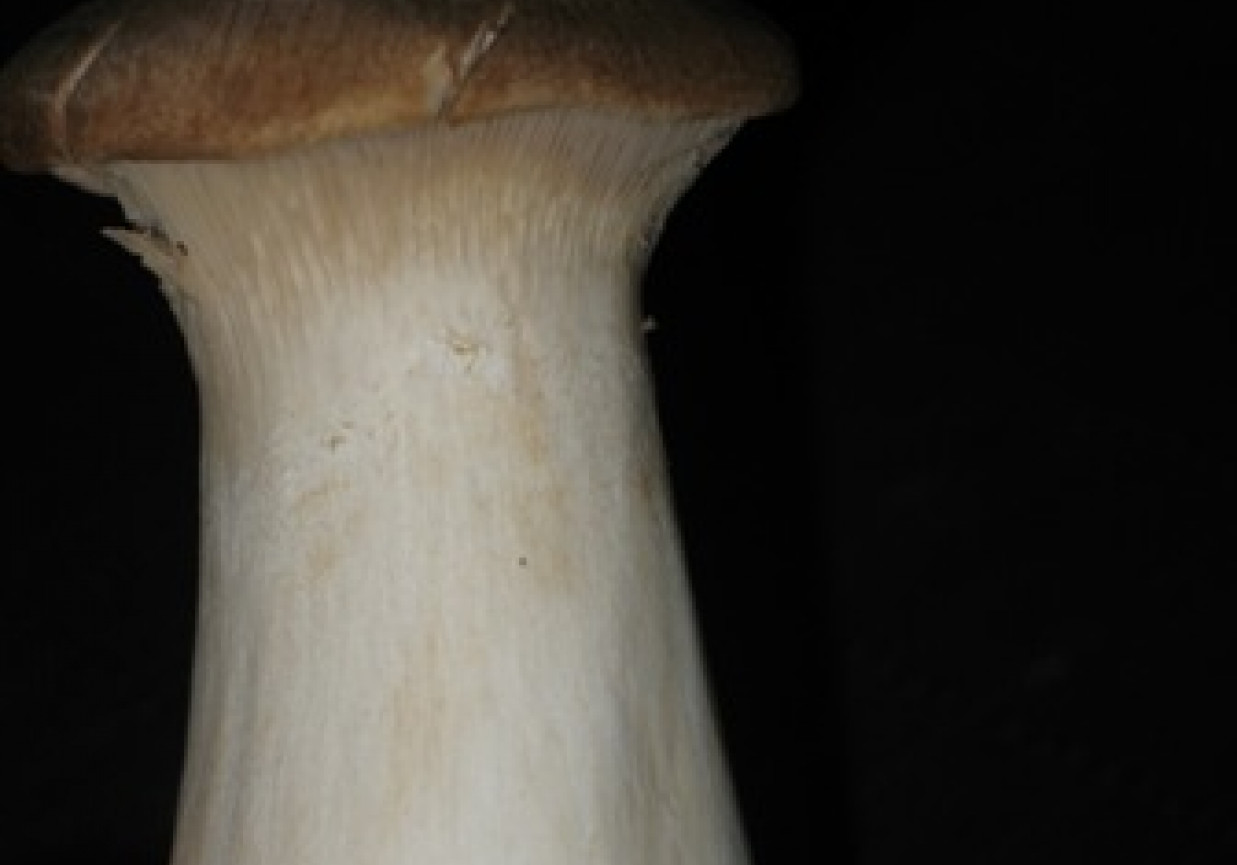 Grzyby eryngii duszone w mleku DoradcaSmaku.pl