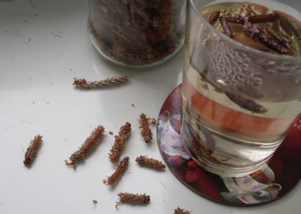 Fotografia przedstawiająca herbata z pędów sosny