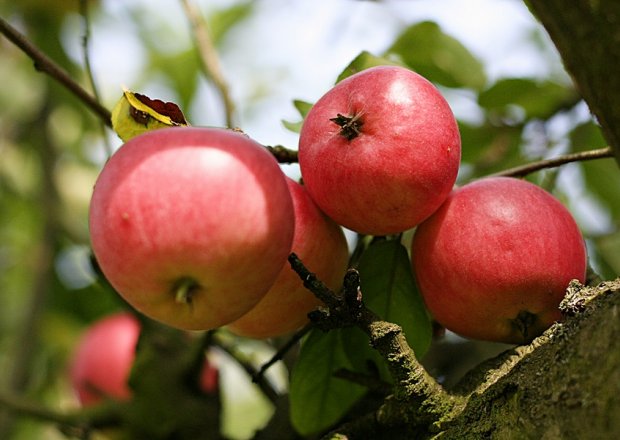 Jabłka – owoce z raju foto