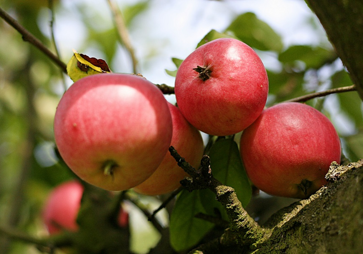 Jabłka – owoce z raju