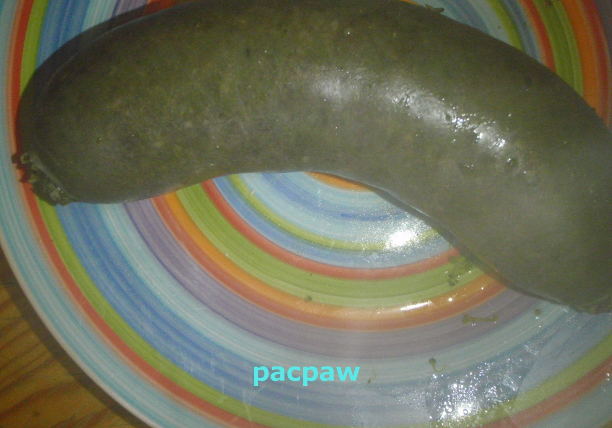 Kaszanka z wody foto