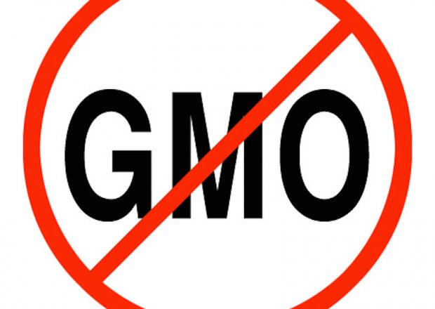 Kilka słów o GMO - żywości modyfikowanej genetycznie foto