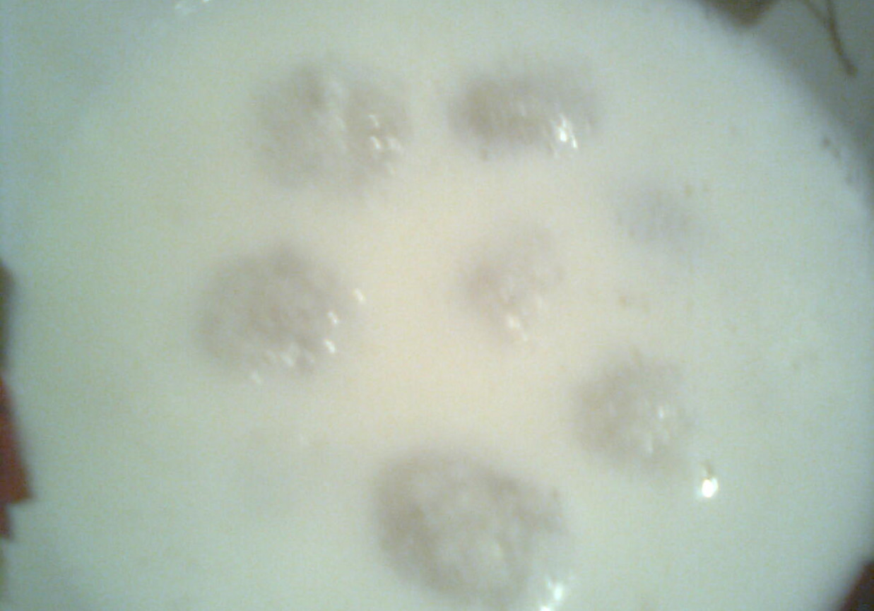 Kluski ziemniaczane na mleku foto