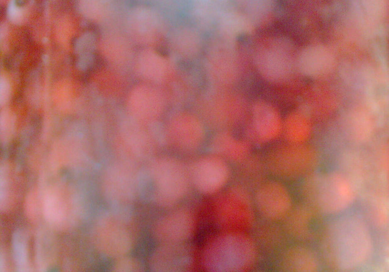 Kompot z czerwonej porzeczki foto