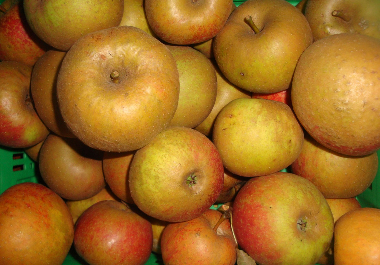 Kompot z jabłek zaprawiony do słoików foto