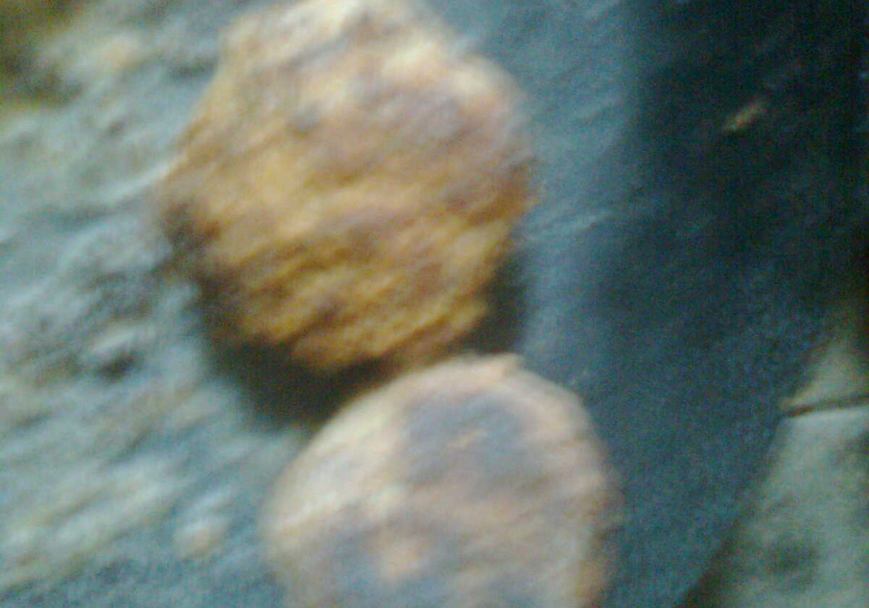 kotlety cielęce foto