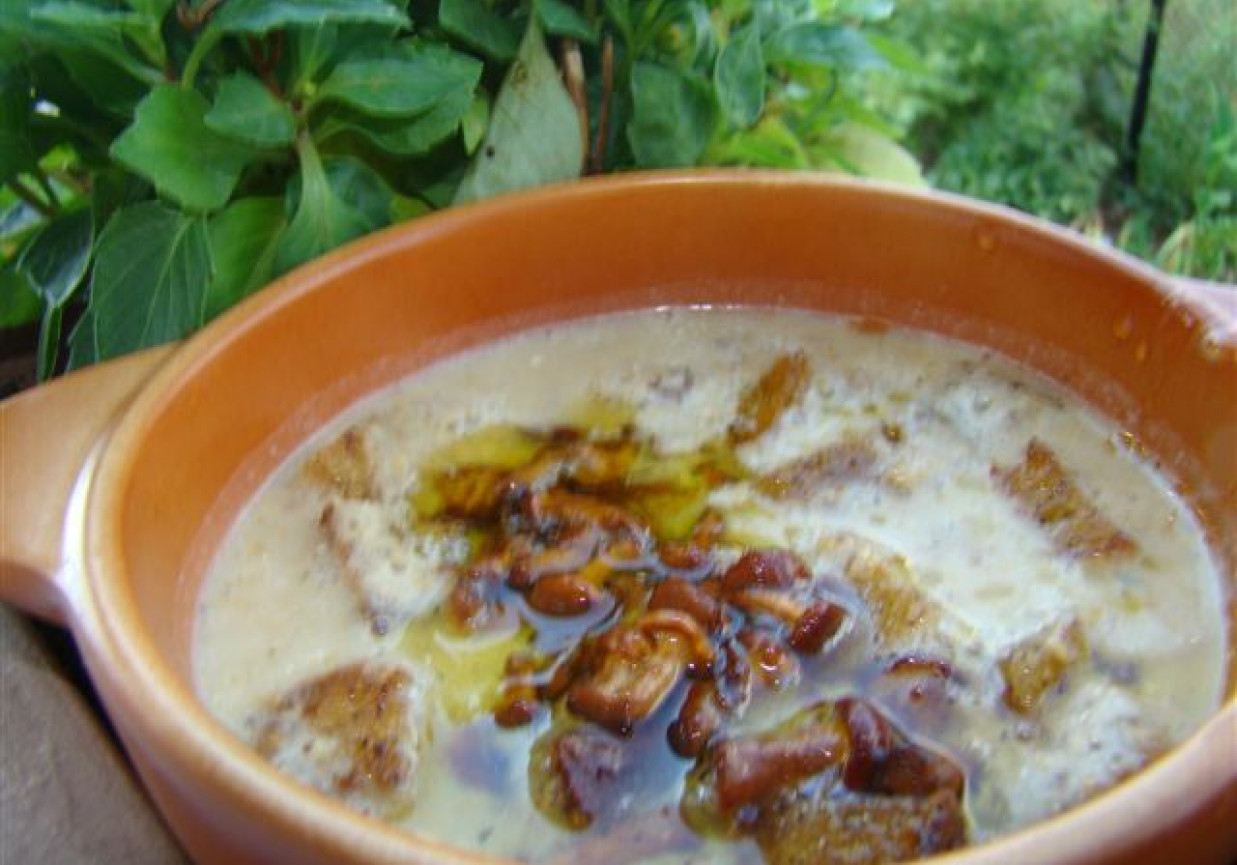 Kremowa zupa z kurek foto
