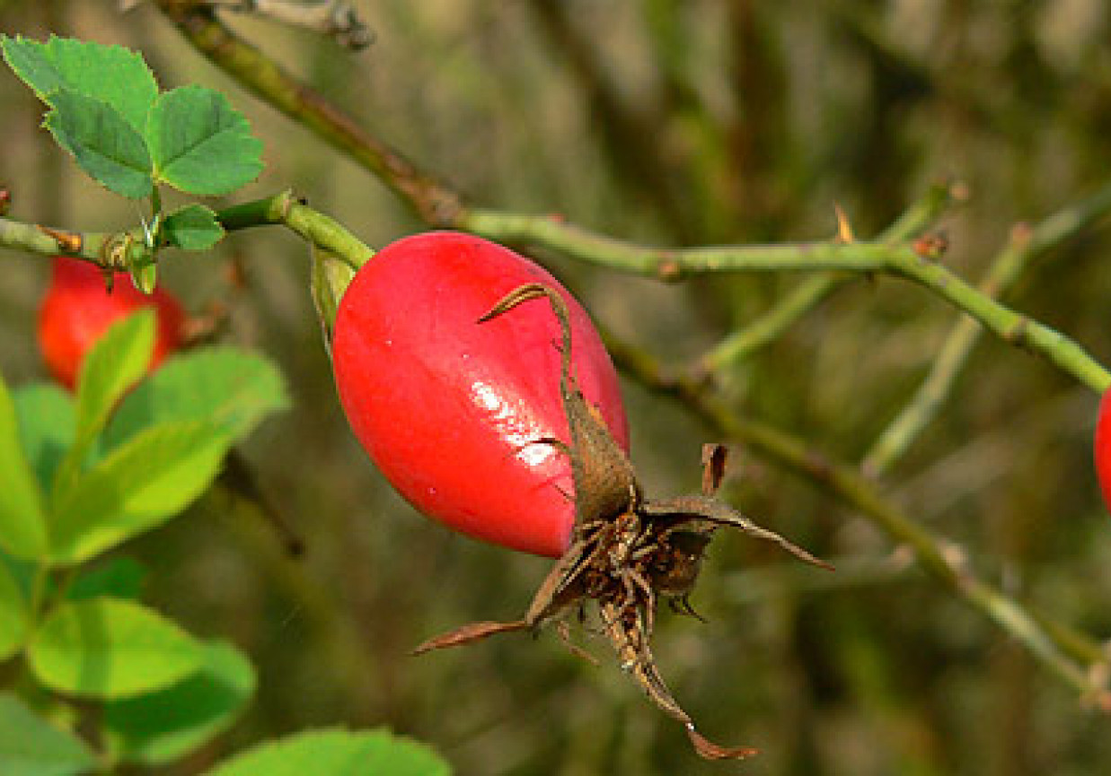 KWAS Z OWOCÓW DZIKIEJ RÓŻY foto