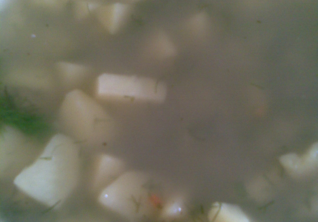 Moja zupka koperkowa z ziemniaczkami foto