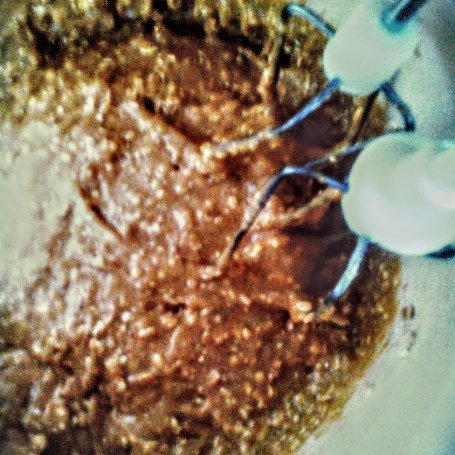 Krok 1 - muffinki pełnoziarniste z wiśnią, rabarbarem i imbirem foto