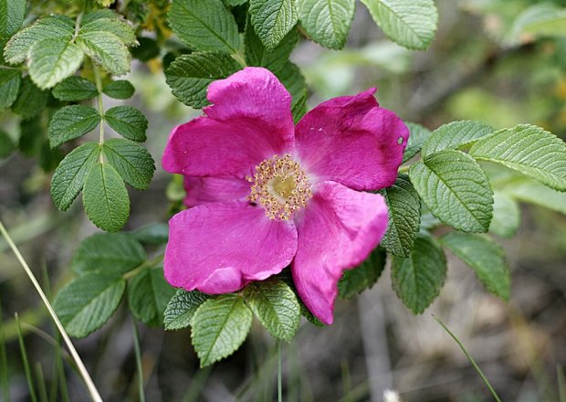 Niezwykłe właściwości dzikiej róży foto