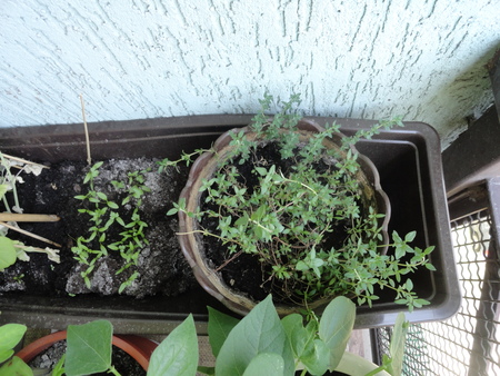 Ogródek na balkonie- zioła i warzywa