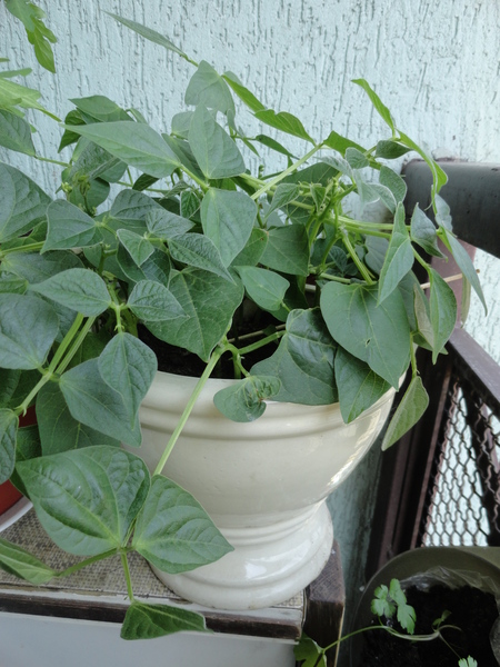 Ogródek na balkonie- zioła i warzywa