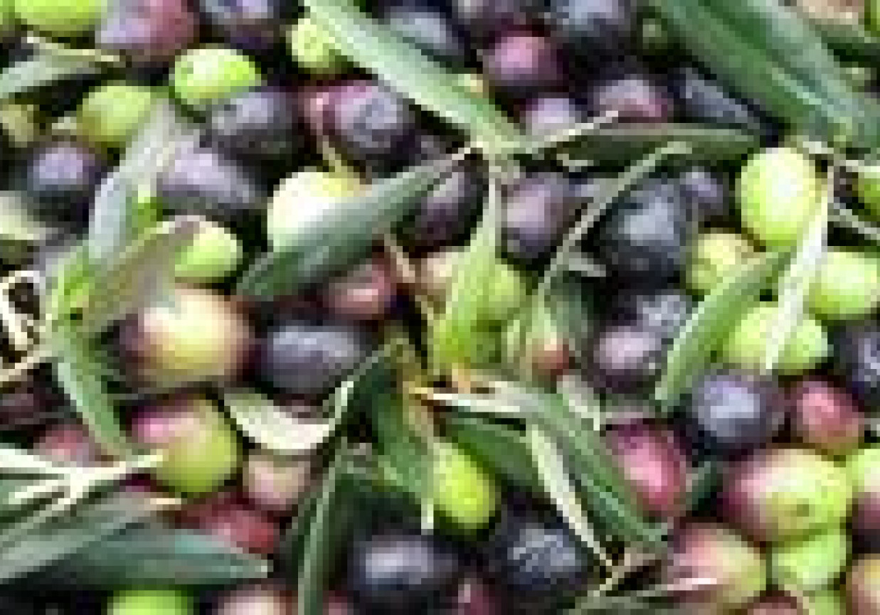 Oliwa z oliwek-eliksir młodości