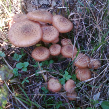 Krok 1 - Pasztet z  leśnych grzybów foto
