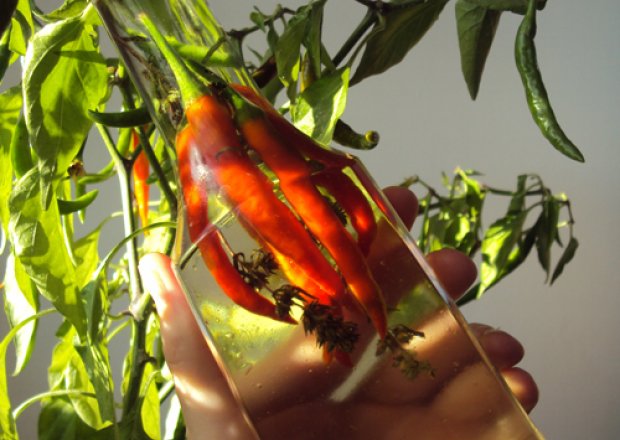 Fotografia przedstawiająca Pikantna oliwa z paprykami chili