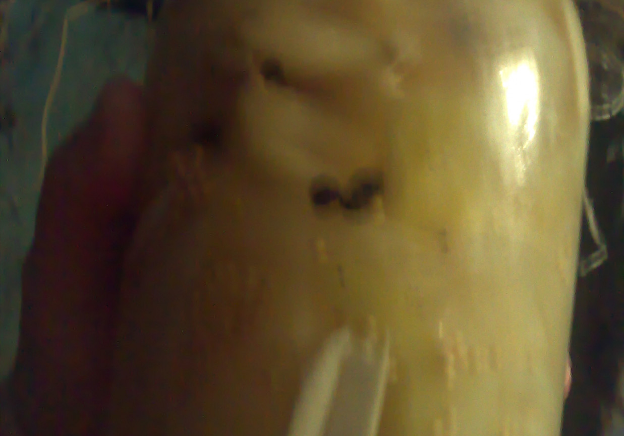 Pikle foto