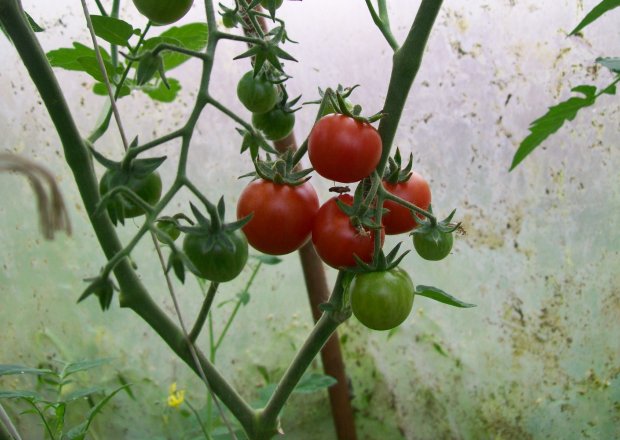 Pomidory i pomidorki cz.1 foto