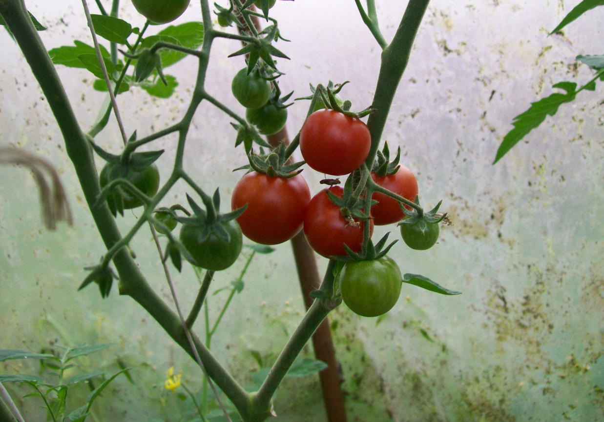 Pomidory i pomidorki cz.1