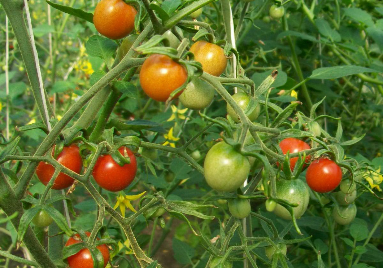 	 Pomidory i pomidorki cz.4