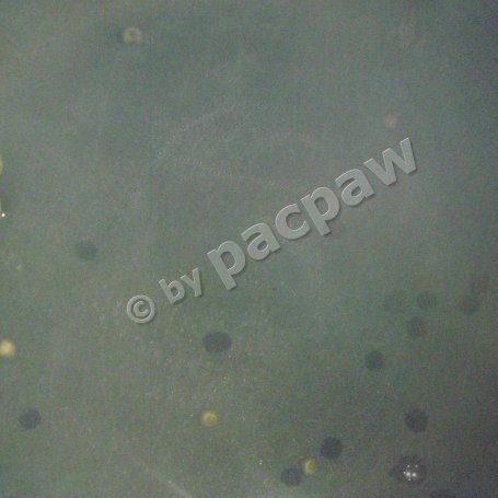 Krok 2 - Papryczka jalapeno – marynowane plasterki foto