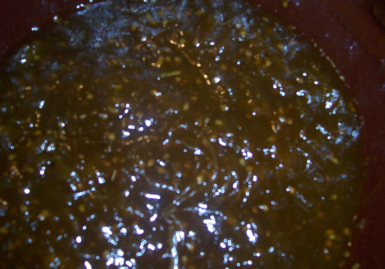 smażone pomidory zielone foto