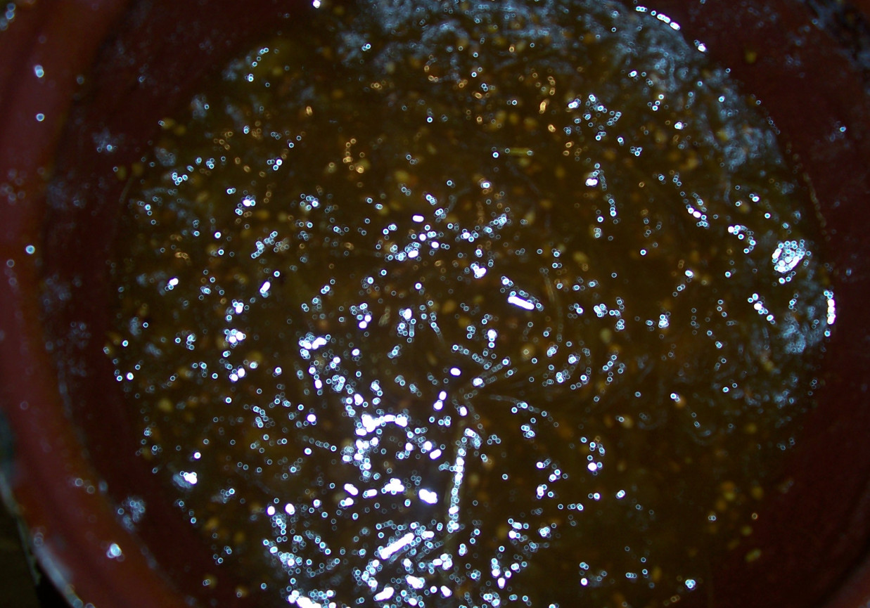 smażone pomidory zielone foto