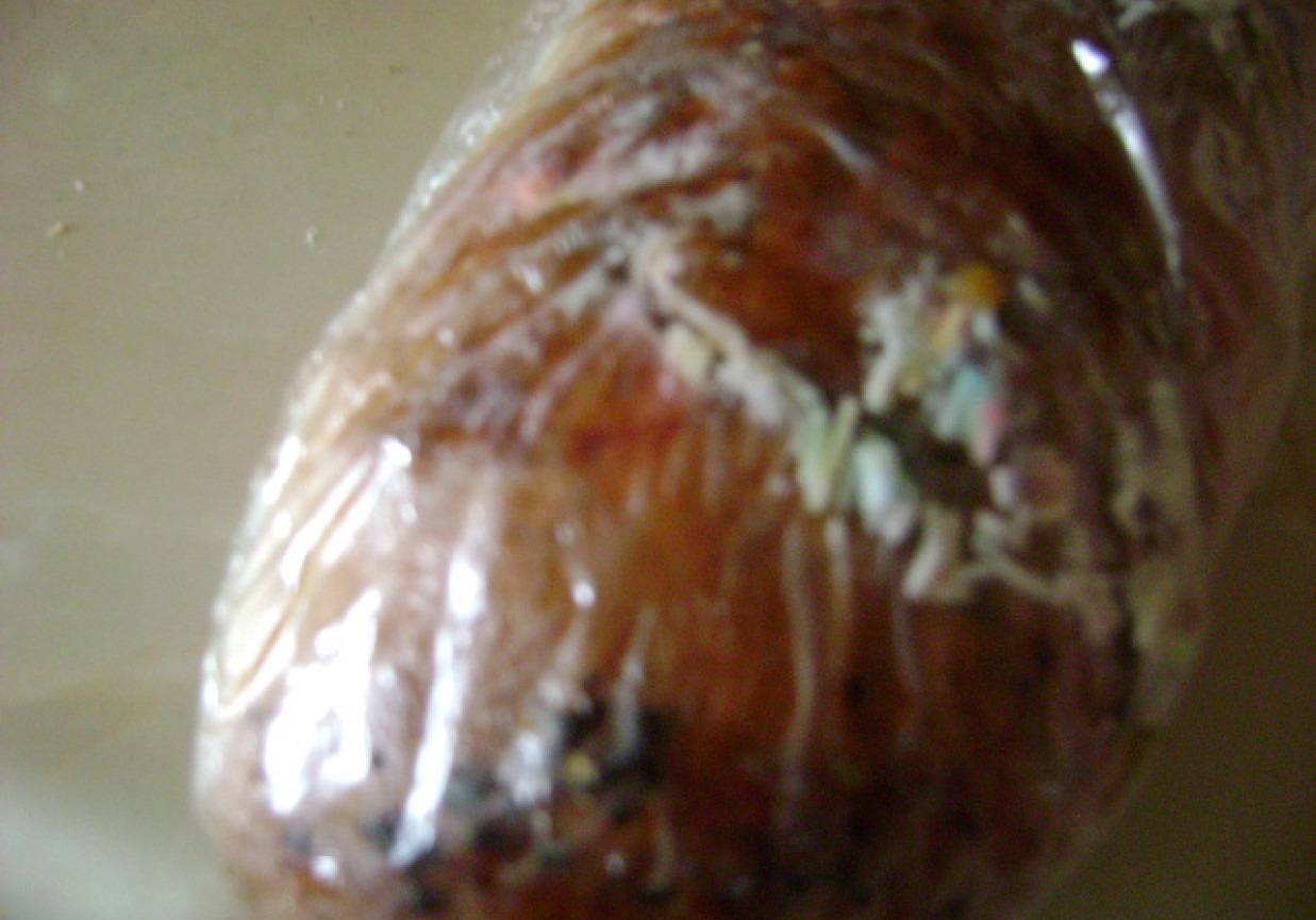 strucla makowa foto