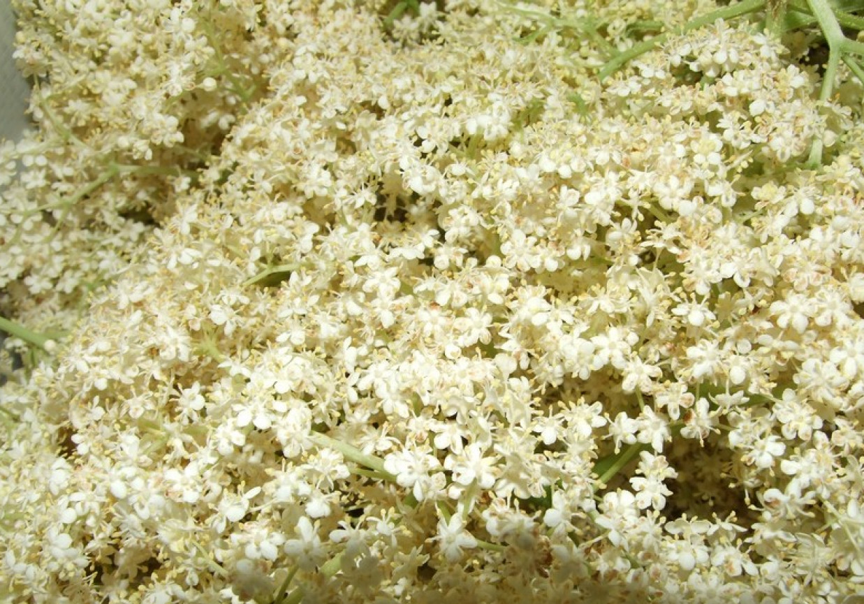 Syrop z kwiatów czarnego bzu foto