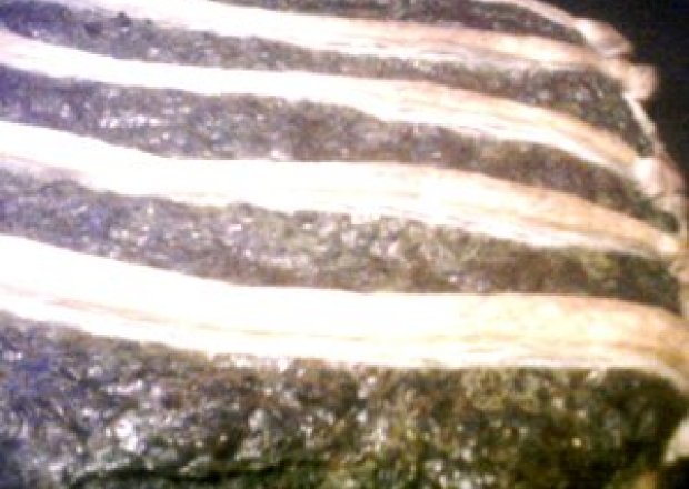 Fotografia przedstawiająca tarta szpinakowa