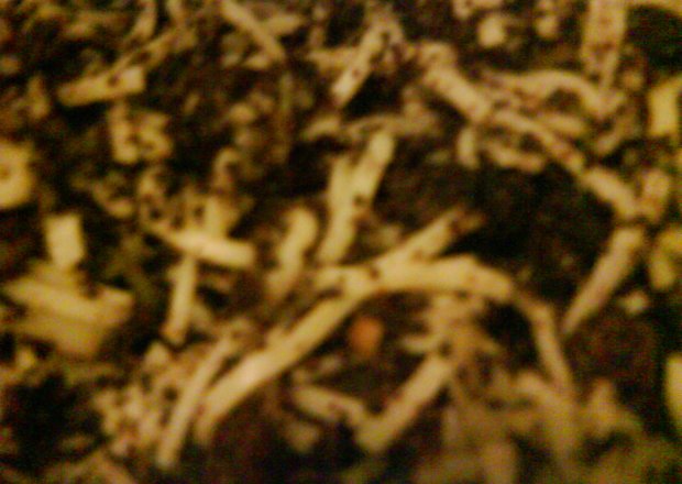 Fotografia przedstawiająca wigilijne kluski z makiem
