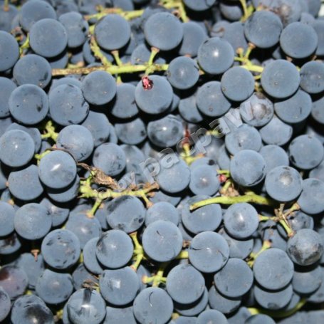 Krok 1 - Wino domowe bezdrożdżowe foto
