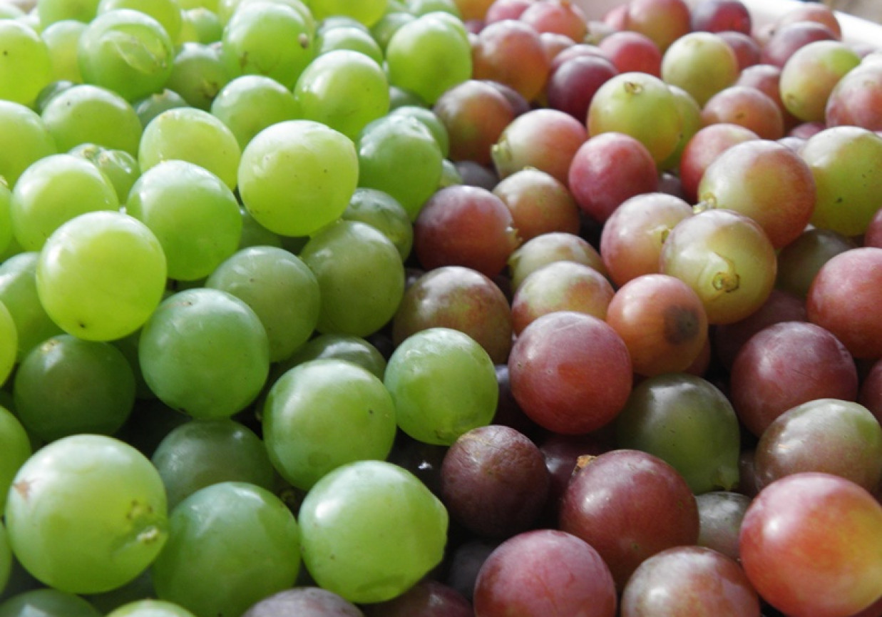 Wino gronowe działkowiczki. foto