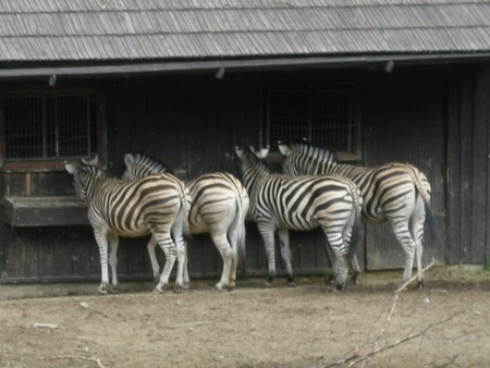 Zebra- biało-czarna, czy czarno-biała?