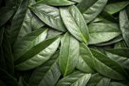 Zielona herbata źródłem zdrowia i urody