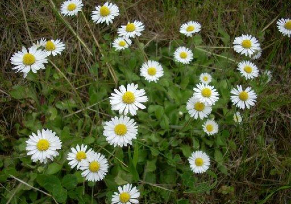 Zupa grzybowa ze stokrotkami foto