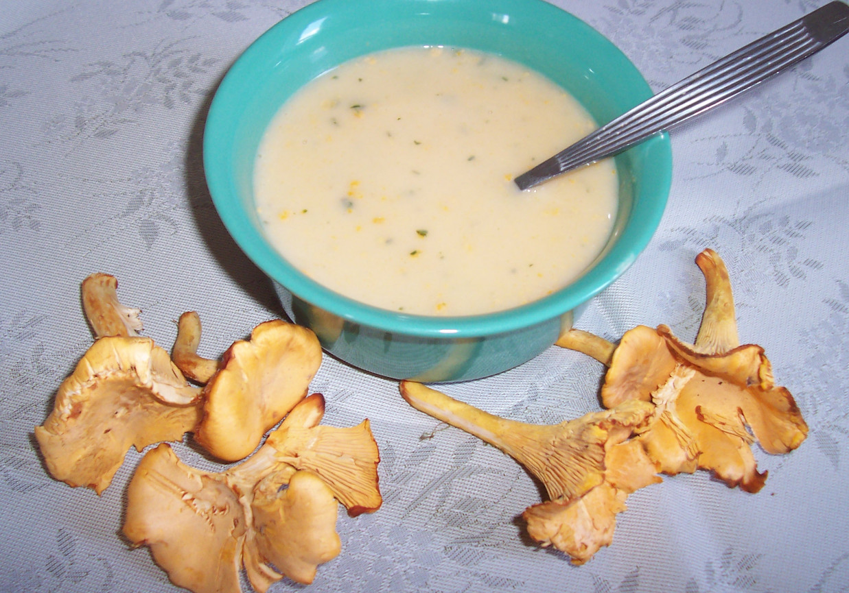 Zupa krem z kurek foto