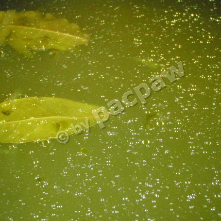 Krok 3 - Zupa ogórkowa – szybkowar foto