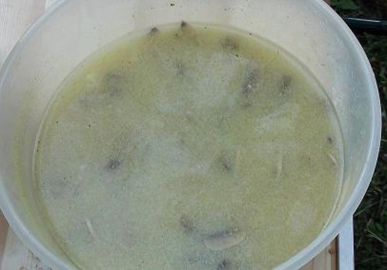 Zupa pieczarkowa na biwaku foto